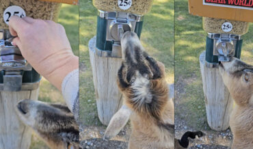Petting Zoo Goat Demonstrates How To Use Coin Operated Vending Machine