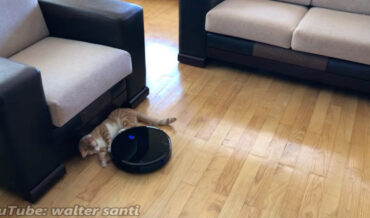 Robot Vacuum Pushes Cat Under Chair