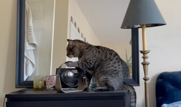 Cat Rubs Paw In Desktop Fan, Waking Its Humans