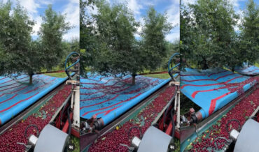 How Cherries Are Harvested