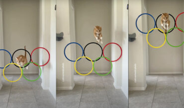 Cat Jumps Through Increasingly Higher Olympic Rings