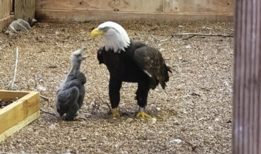 Injured Bald Eagle Who Tried To Hatch A Rock Becomes Foster Father To Real Eaglets