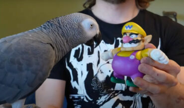 Parrot Sets World Record For Most Objects Identified In 3 Minutes