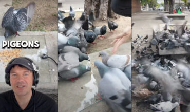 The Sound Of More And More Pigeons Pecking Seed Off A Glass Plate