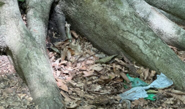 Predator And Prey Hiding In Same Photo