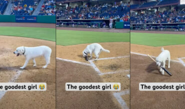 13-Year Old Bat Dog Retrieves Final Bat Before Retirement, Replacement Poops On Field