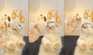 Cat And Hamster Devouring Gourmet Meal As Viewed From Beneath Glass Coffee Table