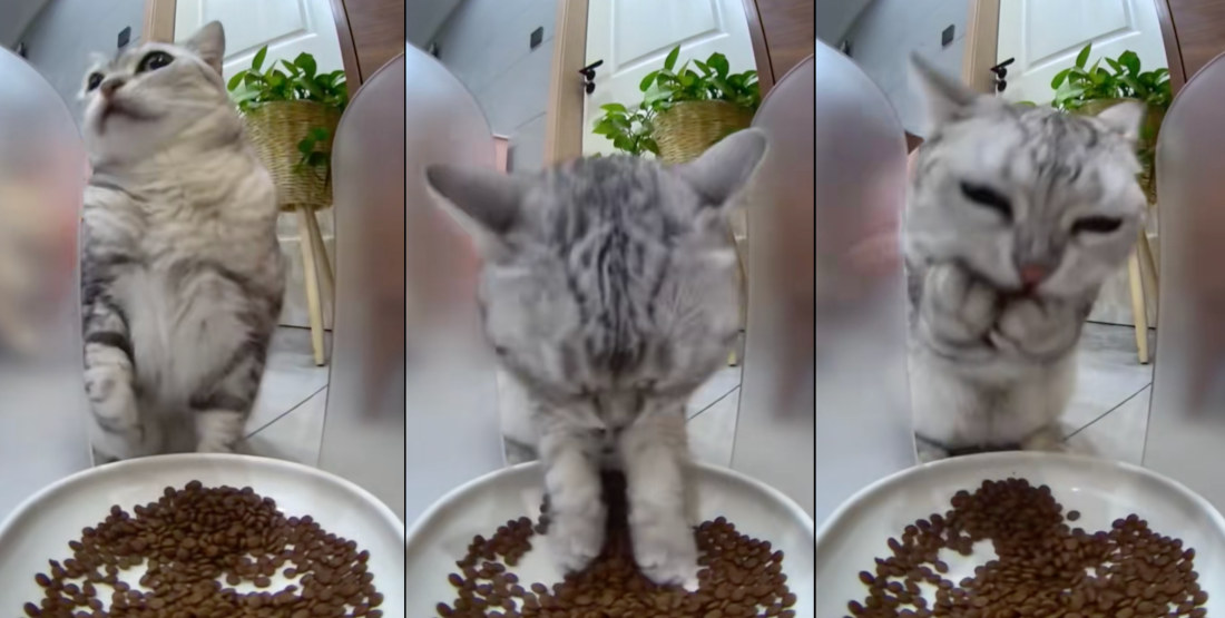 Cat Makes Sure Nobody Is Looking, Eats With Hands