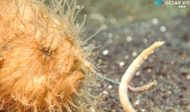 Frogfish Shows Off Its Convincingly Wormy Lure