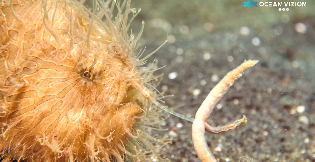 Frogfish Shows Off Its Convincingly Wormy Lure