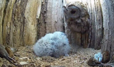Awww: Infertile Owl Has Eggs Replaced With Orphaned Chicks To Raise