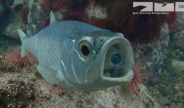 Robotic Spy Fish Infiltrates Shoal Of Farting Herring