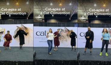 Cat-aoke: Karaoke, But All The Words Are Meows