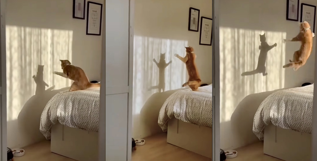 Cat Performs Beautiful Shadow Dance On Bed