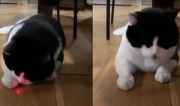 Cat Thinks It Finally Caught And Ate The Laser Beam