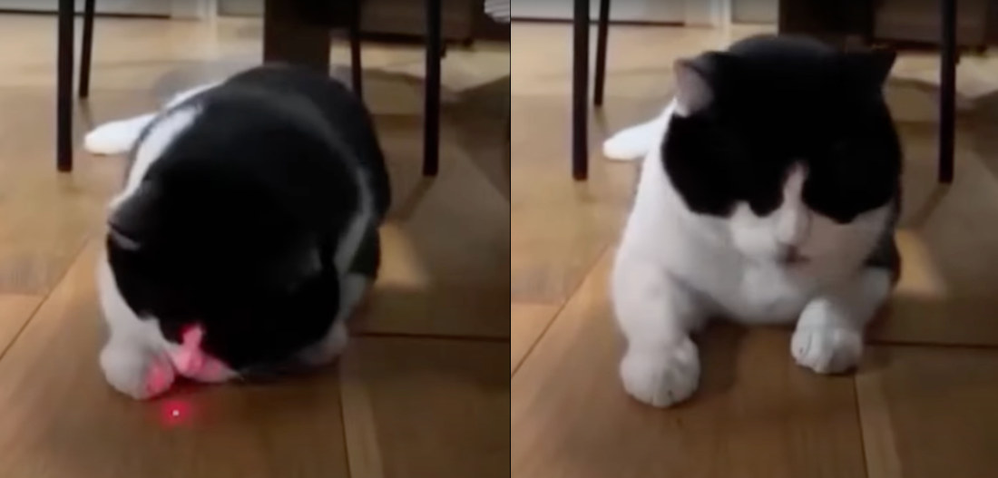 Cat Thinks It Finally Caught And Ate The Laser Beam