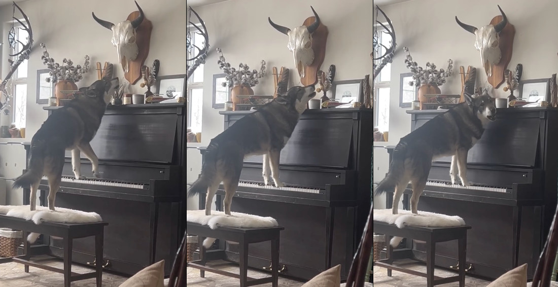 Dog Sings And Plays Piano