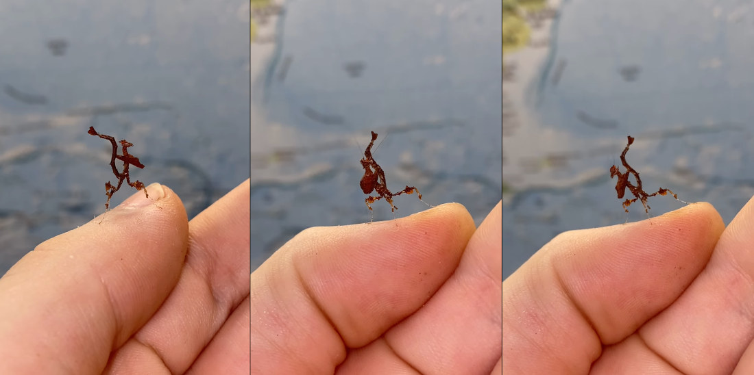 Tiny Peruvian Dragon Mantis Sways On Human’s Thumb