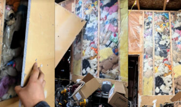 Woodworker Discovers Wall Full Of Stuffed Animals Used As Insulation