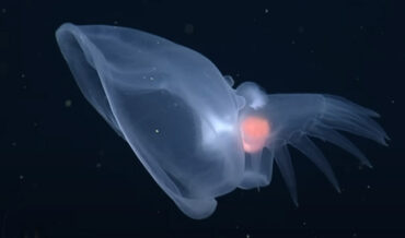 Footage Of Transparent Deep Sea Bioluminescent Swimming Sea Slug
