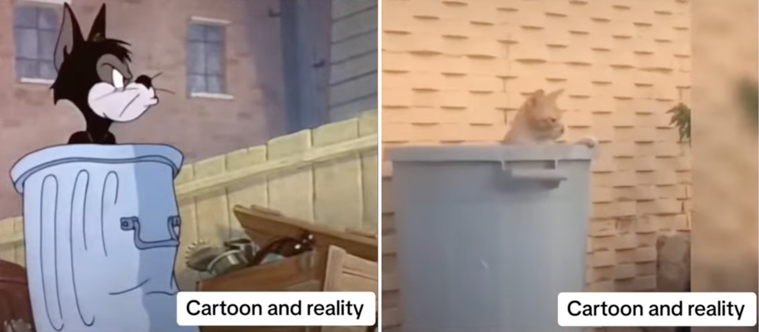 Cartoon Vs. Reality: Real Cats In Tom And Jerry Cartoon Situations