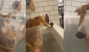 Woman Makes Boat For Her Cat So It Can Join Her In The Bathtub
