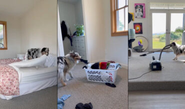 Video Of Dog Performing Household Chores