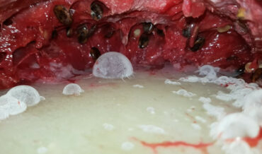 Timelapse From INSIDE A Watermelon As It Rots Over 128 Days