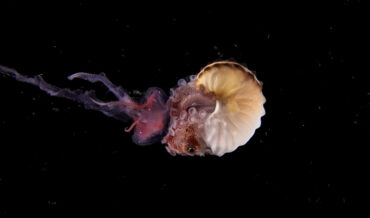 The Argonaut, The Only Octopus With A Shell