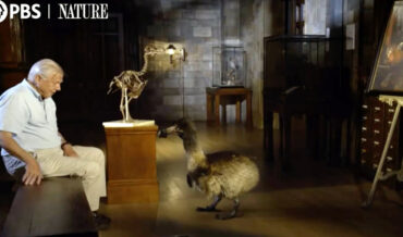 David Attenborough Imagines What The Extinct Dodo Bird Actually Looked Like