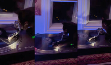 Cat DJ Scratches Record On Turntable