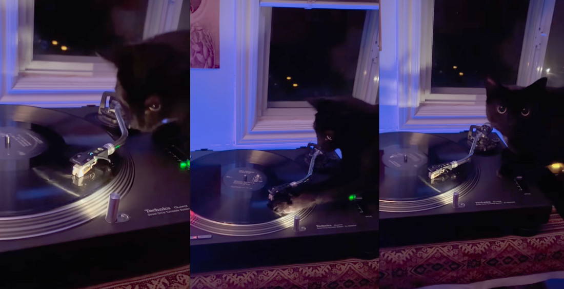 Cat DJ Scratches Record On Turntable