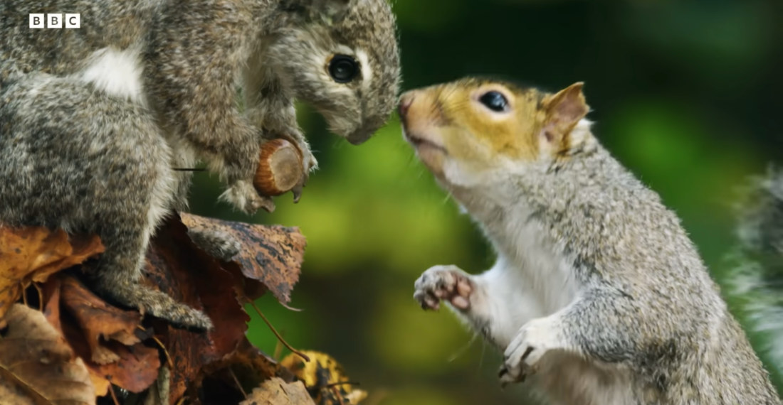 Robotic Spy Squirrel Catches Squirrels Nut-Stealing Behavior