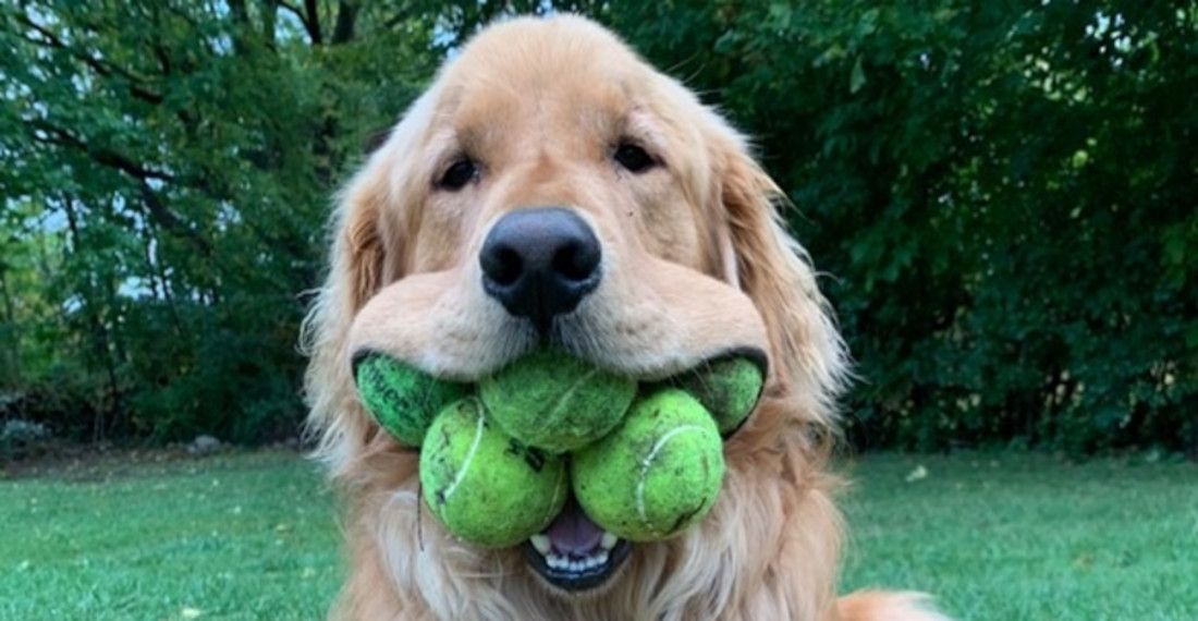Guinness World Record For Most Tennis Balls Held In Dog’s Mouth
