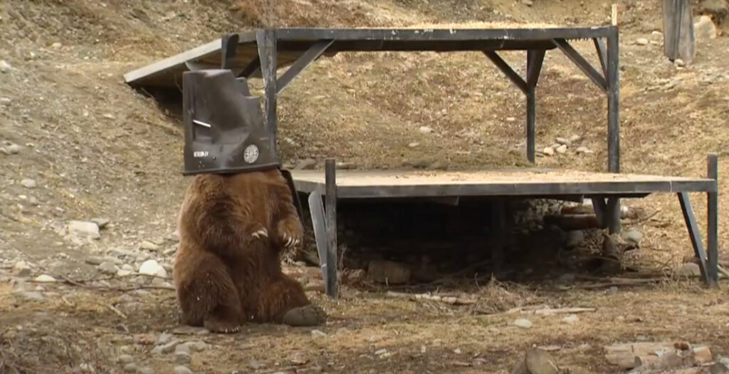 Bears At Alaska Zoo Help Test Bear-Resistant Trash Cans