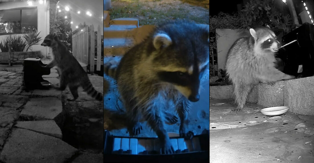 Wild Raccoon Plays Jazz On A Tiny Piano