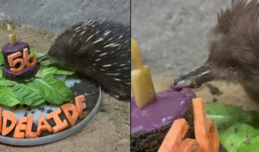 Precious Lil Echidna Celebrates 56th Birthday With A Cake