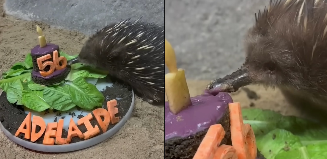 Precious Lil Echidna Celebrates 56th Birthday With A Cake