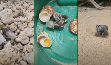 Man Offers New Shells To Hermit Crabs Wearing Plastic Waste