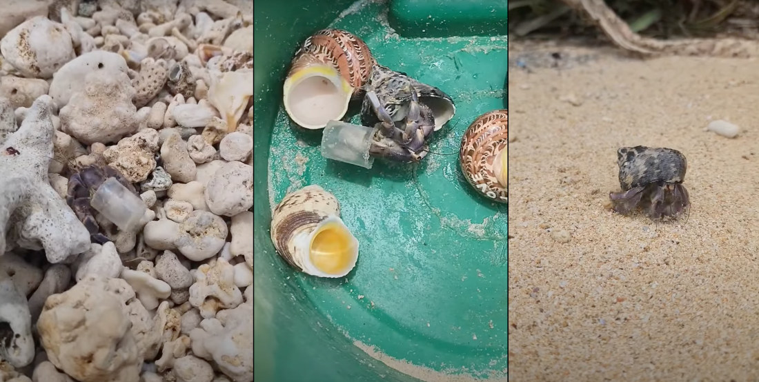 Man Offers New Shells To Hermit Crabs Wearing Plastic Waste