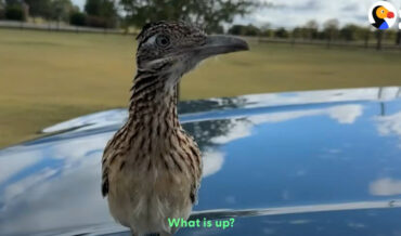 Rescued Roadrunner Brings Gifts To Rescuer Every Morning