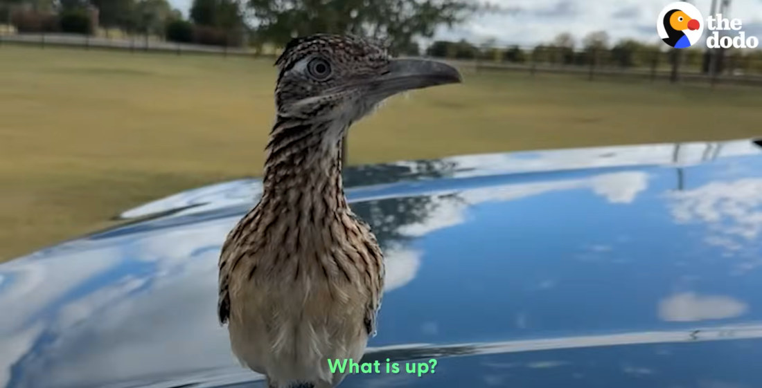 Rescued Roadrunner Brings Gifts To Rescuer Every Morning
