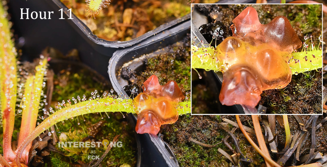 Carnivorous Sundew Plant Eats A Gummi Bear