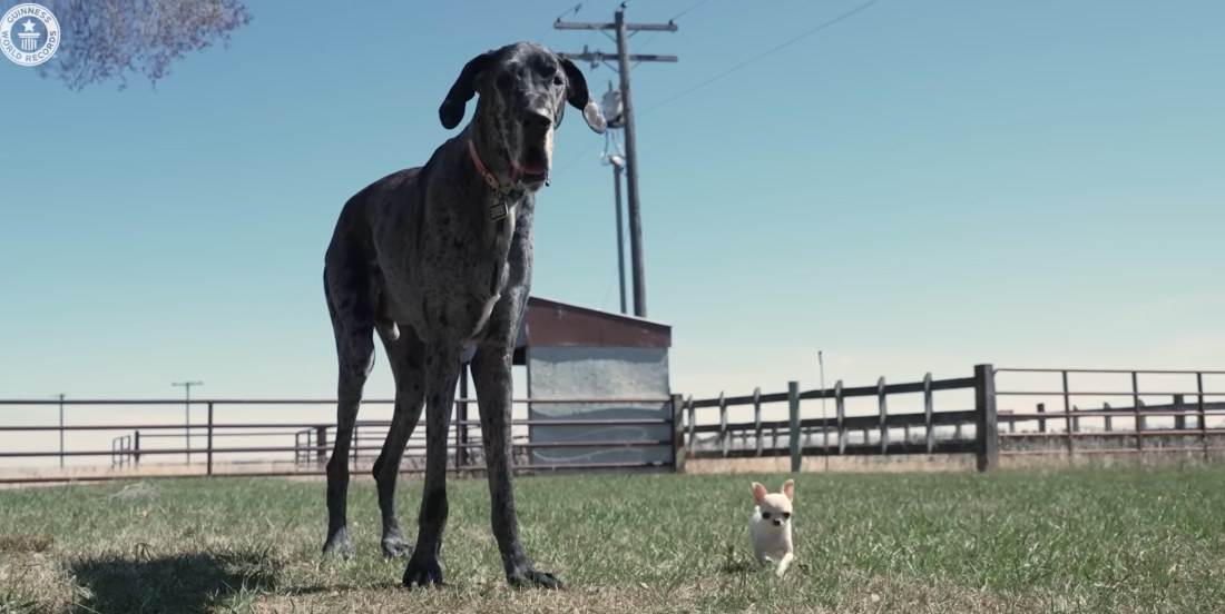 World’s Tallest Dog Meets World’s Shortest Dog