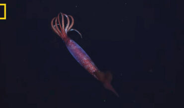 Rare Deep Sea Squid Captured On Video For First Time