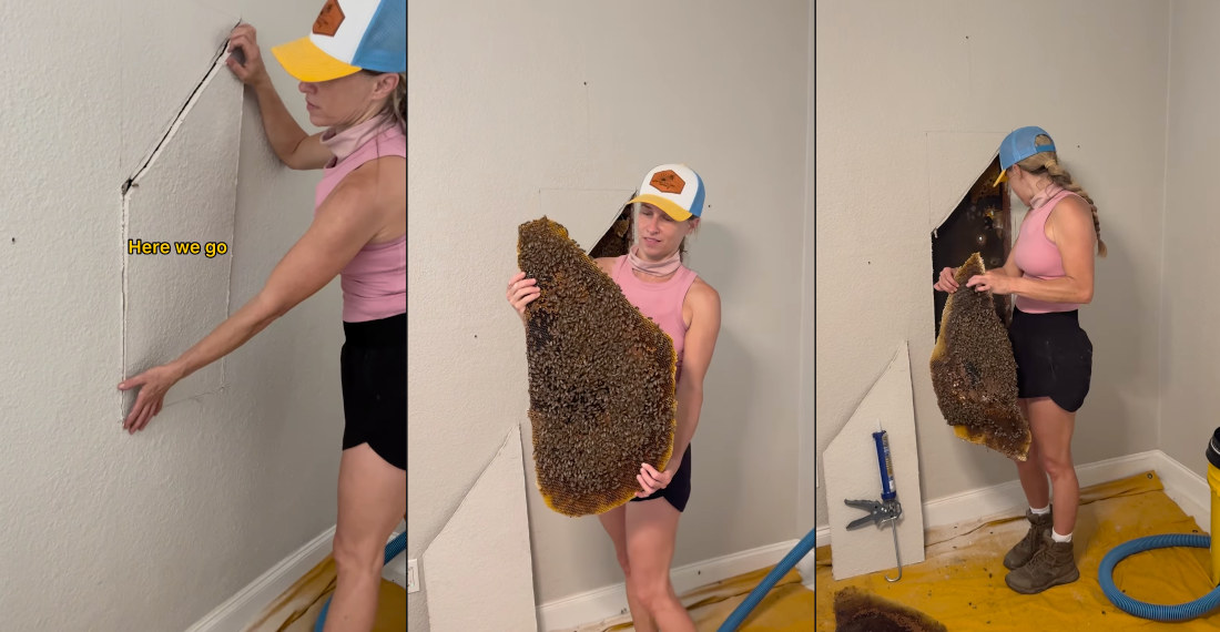 Woman Casually Removes 40,000-Bee Hive From Bedroom Wall