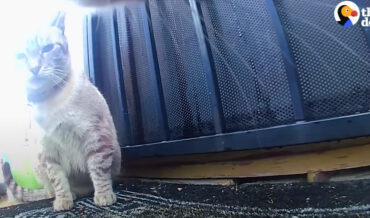 Male Cat Wearing Camera Tries To Woo Lady Cat With Gifts Of Trash