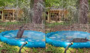 Armadillo Beats The Summer Heat Playing In Splash Pool