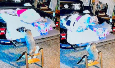 Raccoon Sneakily Wakes Up Girl Camping In Back Of Truck