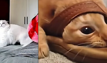 Cats Respond To Owners Talking Through Pet Surveillance Cams